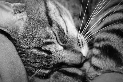 Pet Photography By Lisa oNeill Pet Photography By Lisa oNeill