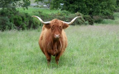 Why a Vacation Photographer in Scotland is a Must