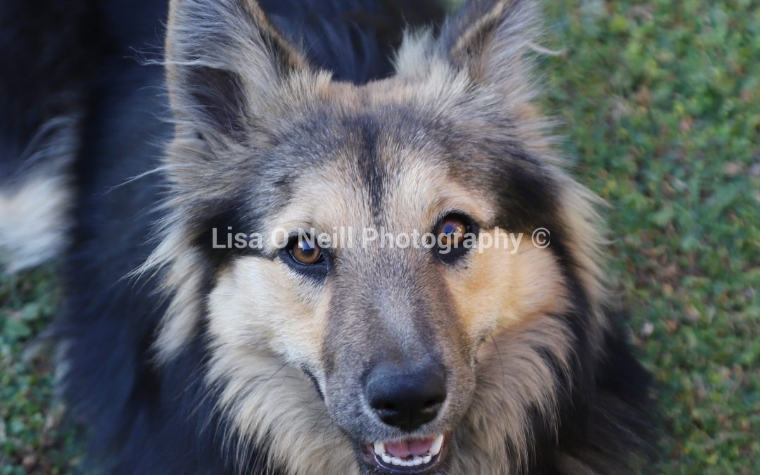 German Shepherd Puppy posing for photo